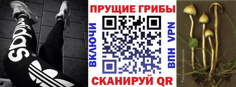 OMG ссылка  Подольск  Псилоцибиновые грибы Cubensis  купить закладку 